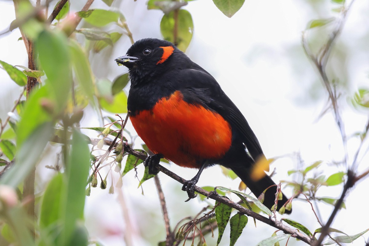 Scarlet-bellied Mountain Tanager - ML625699379