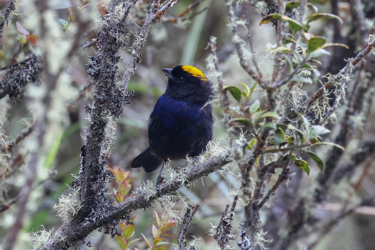 Golden-crowned Tanager - ML625699423