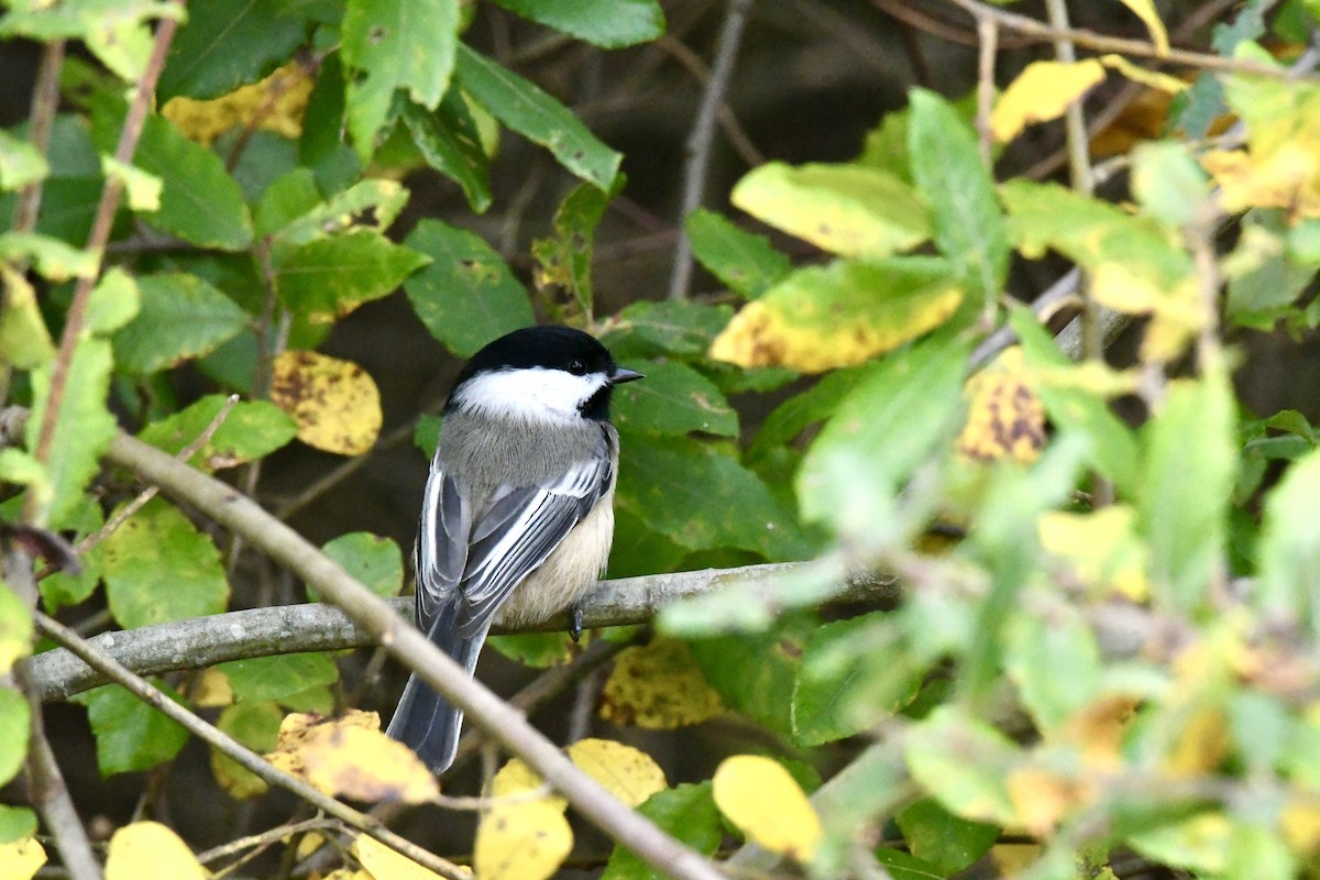 Black-capped Chickadee - ML625699525