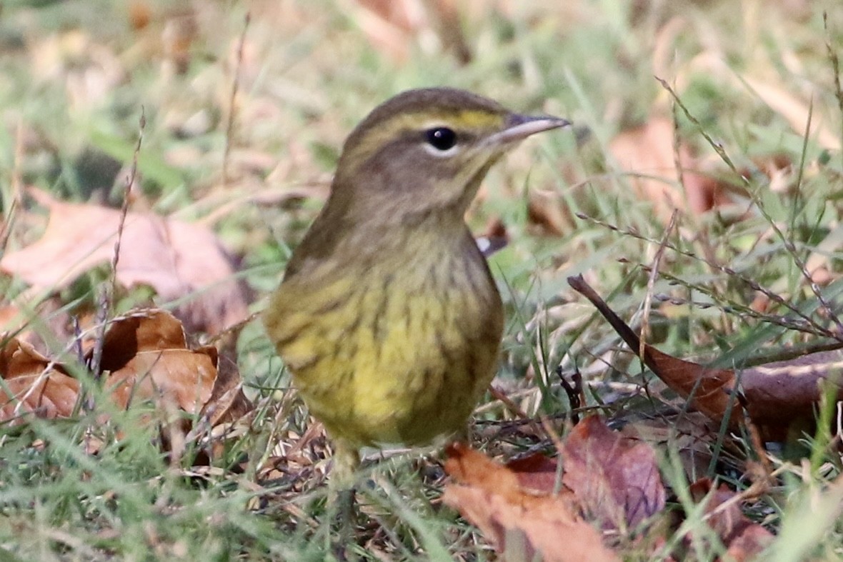 ヤシアメリカムシクイ（hypochrysea） - ML625699681