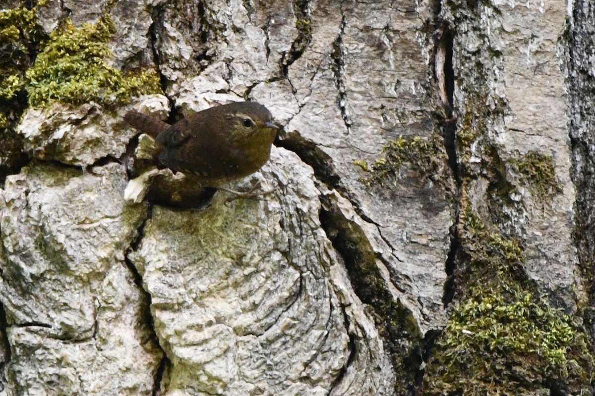 Pacific Wren - ML625699682