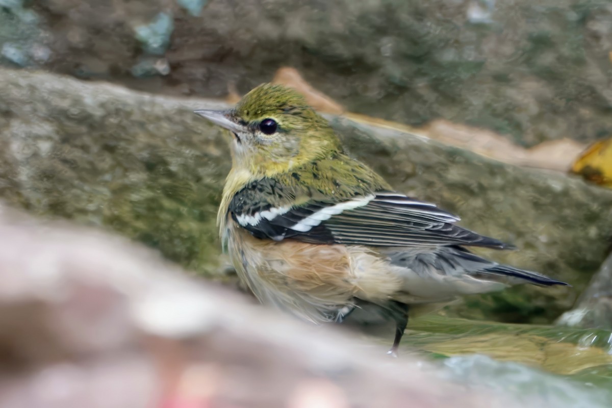 Bay-breasted Warbler - ML625699689