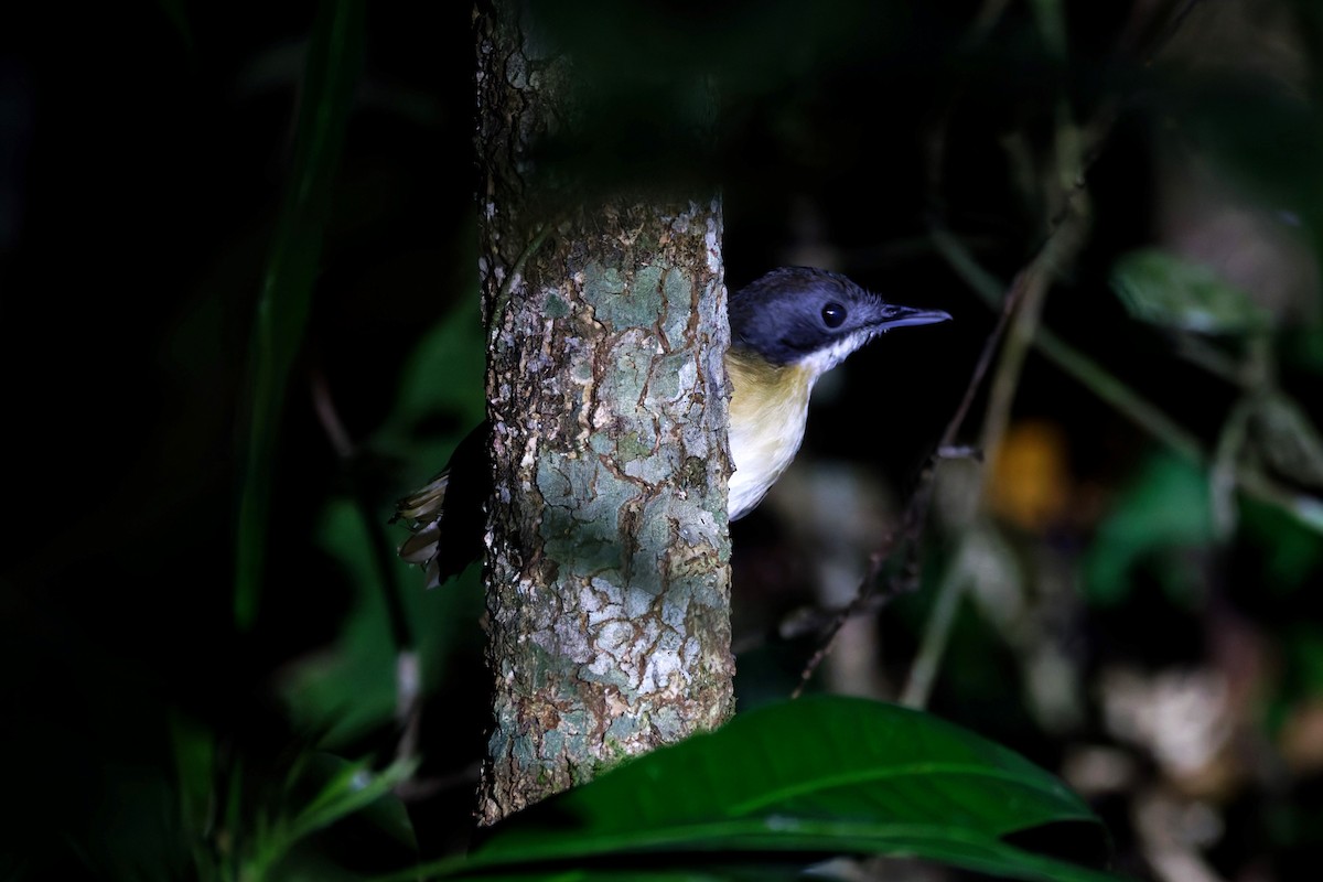 Short-tailed Babbler (Mourning) - ML625699691