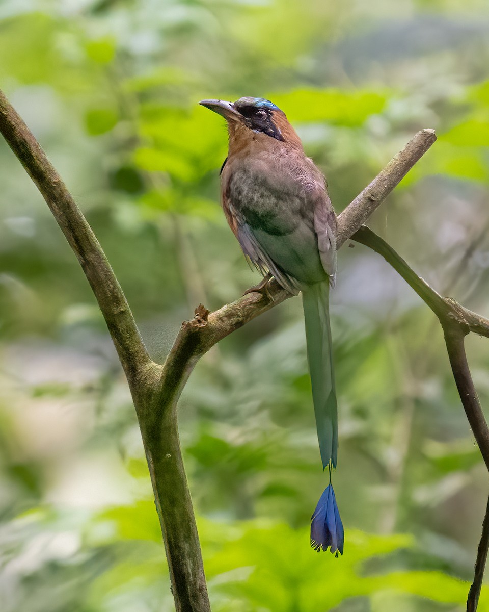 Whooping Motmot - ML625700049