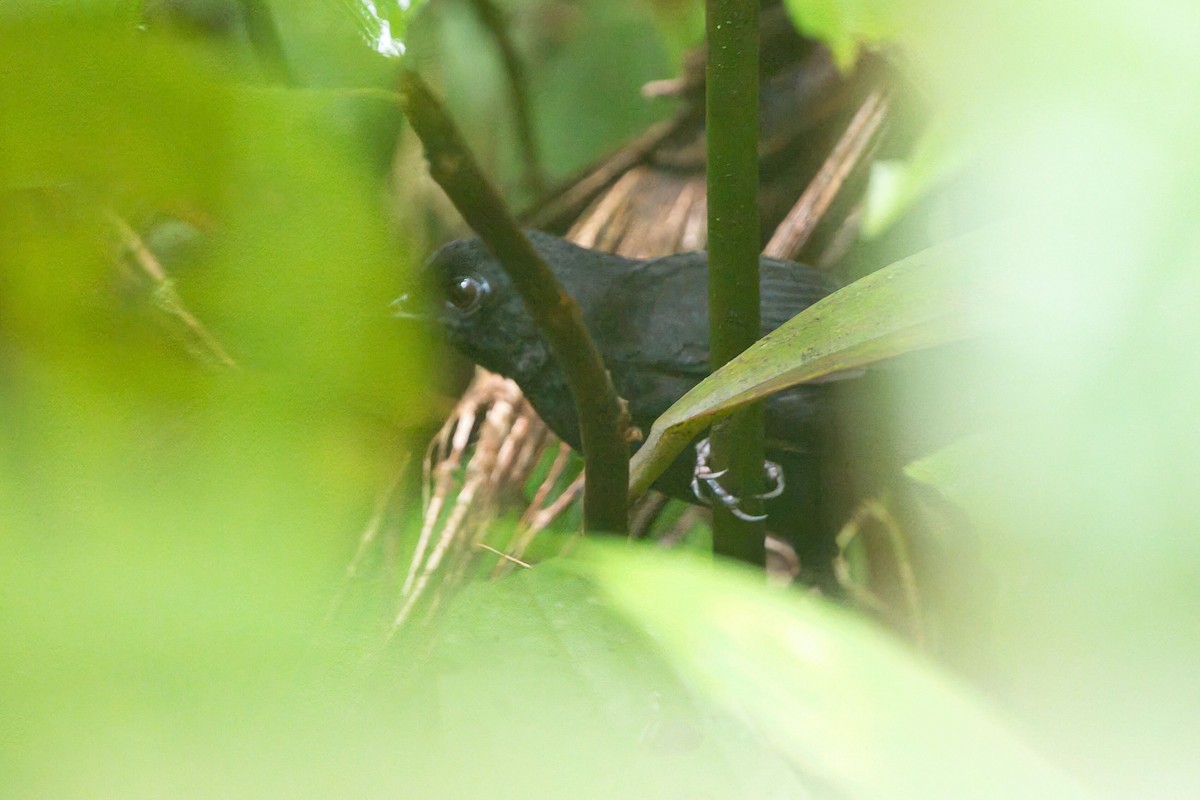 Stub-tailed Antbird - ML625700243