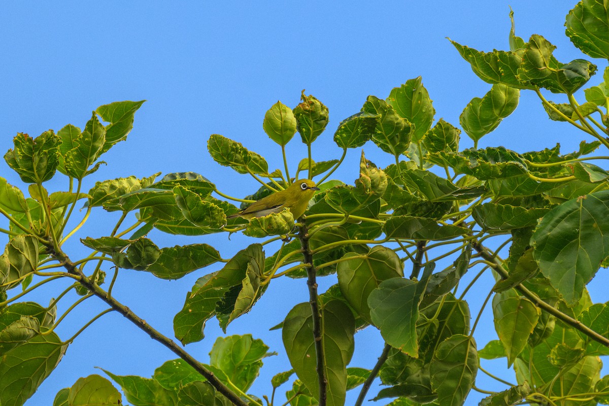 Fiji White-eye - ML625700353