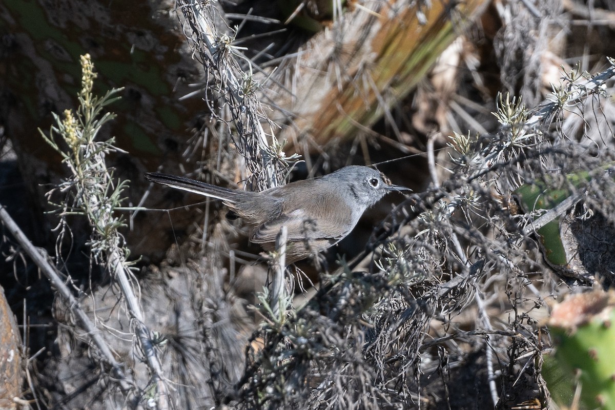 California Gnatcatcher - ML625700759