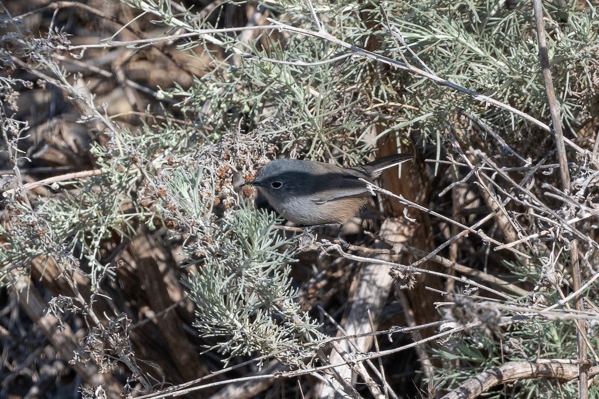 California Gnatcatcher - ML625700787