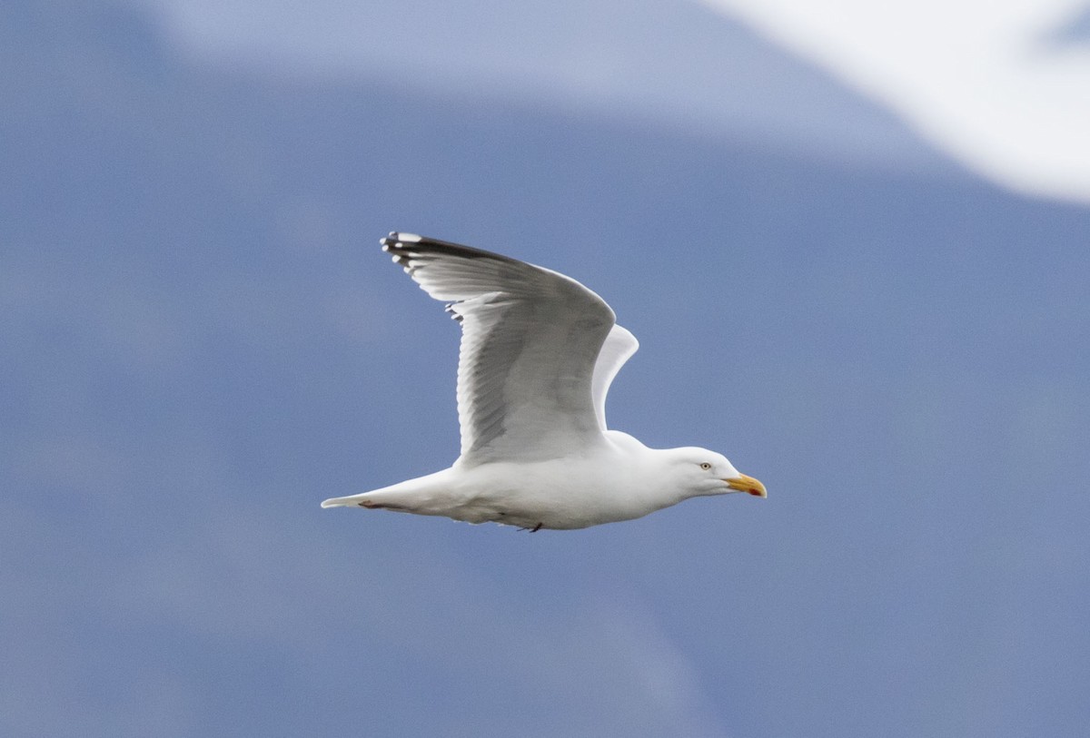 European Herring Gull - ML62570081