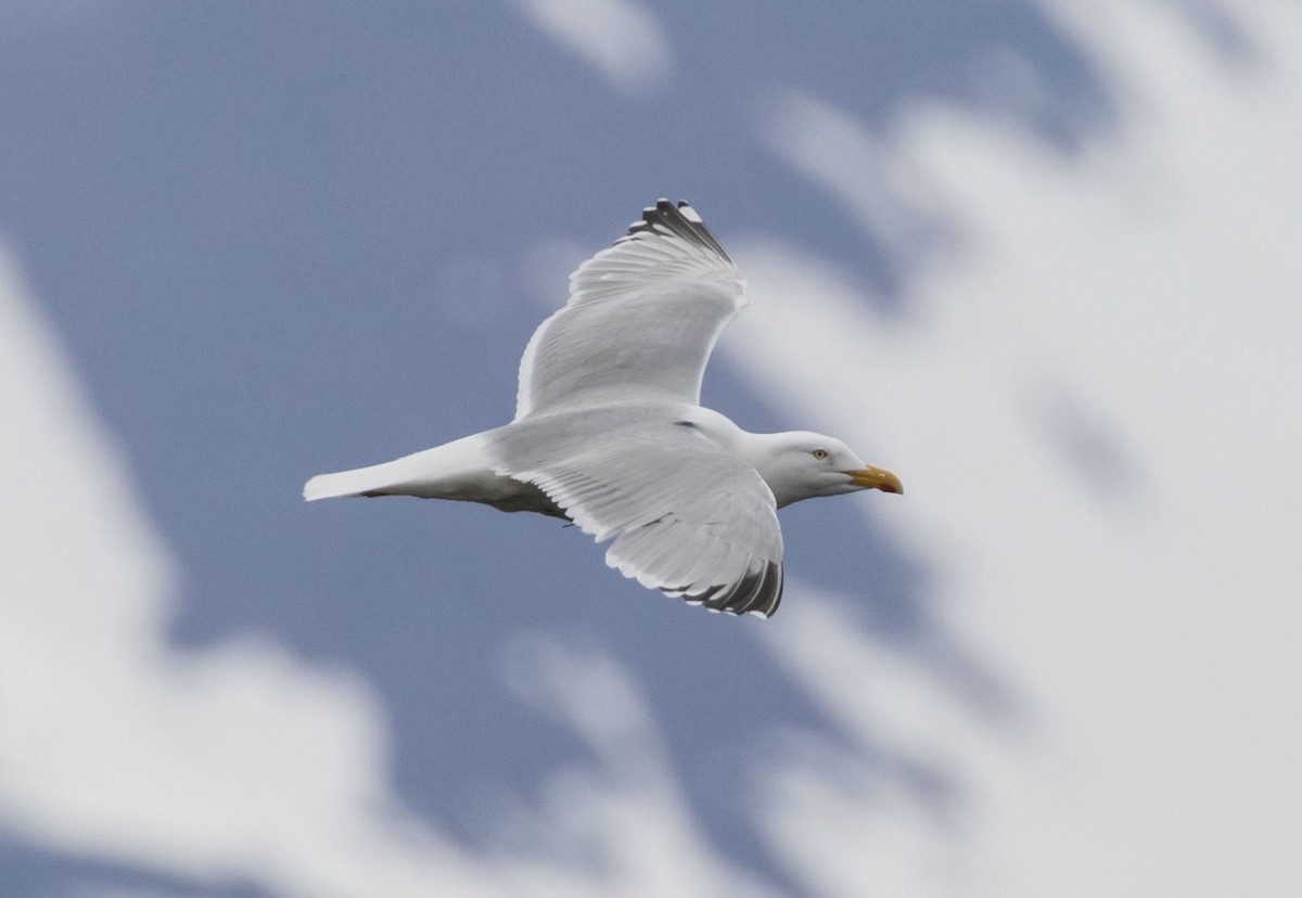 European Herring Gull - ML62570091