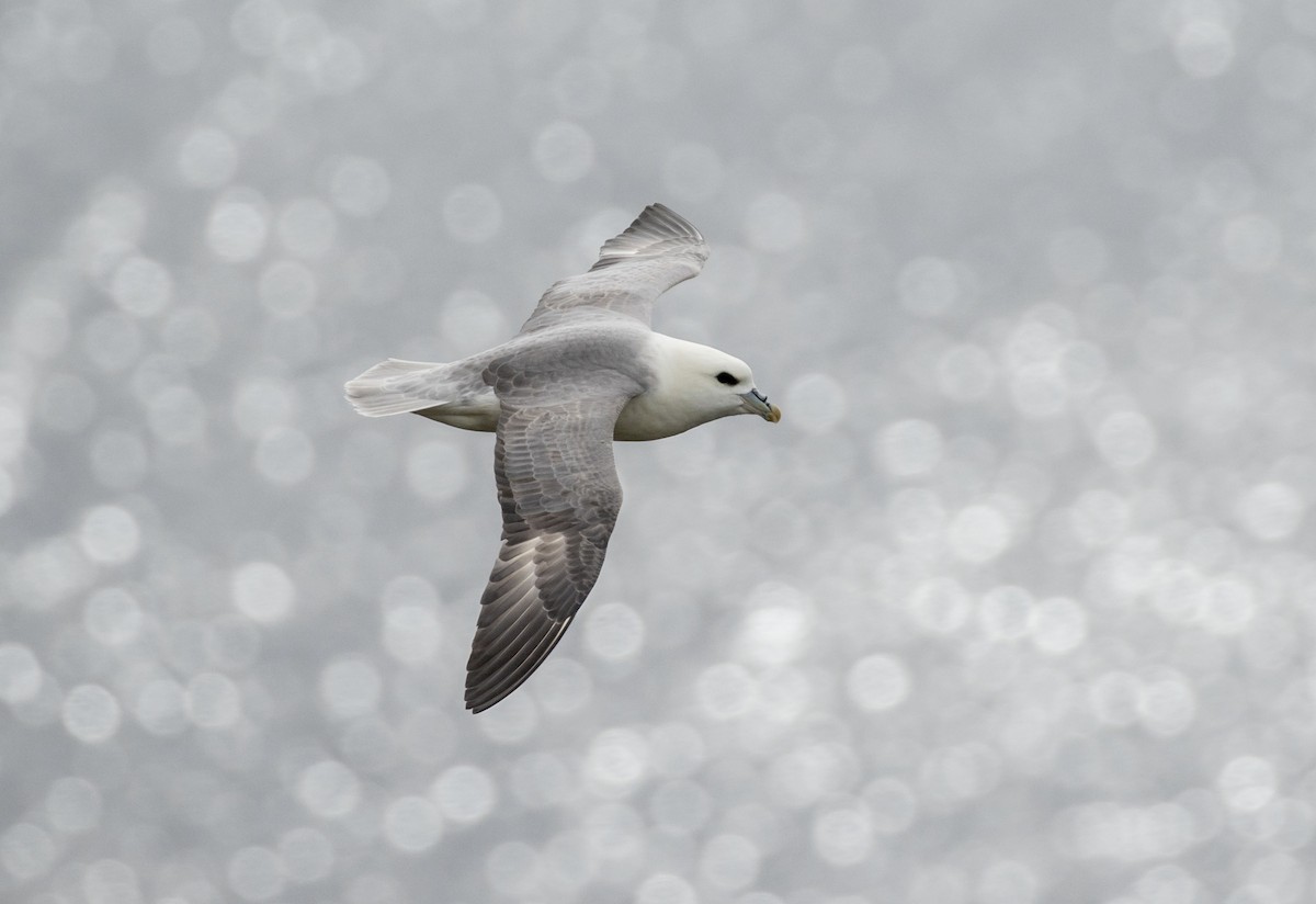 Northern Fulmar - ML62570131