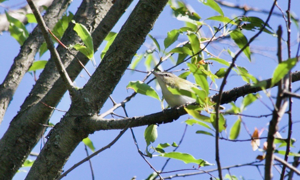 Red-eyed Vireo - ML625701426