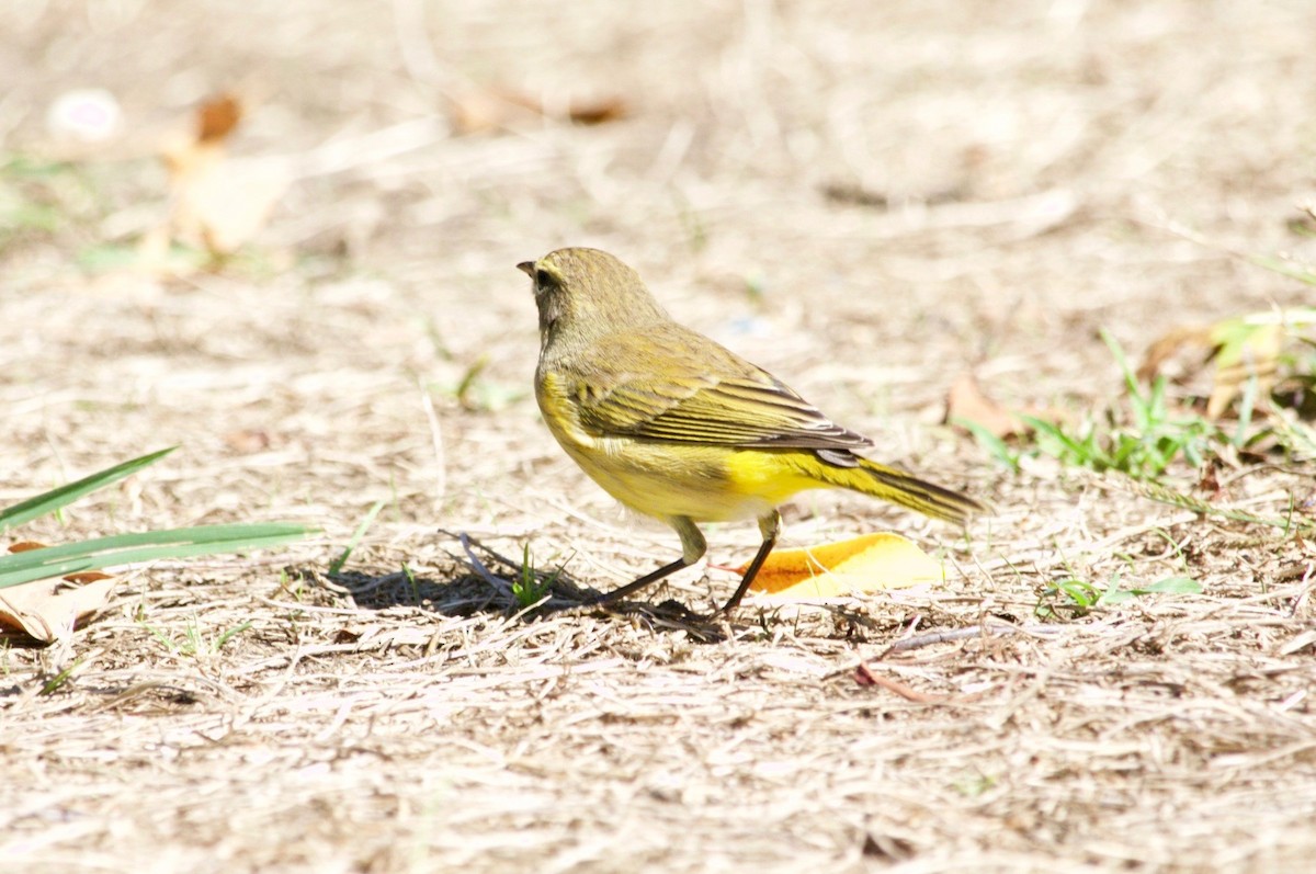 Palm Warbler - ML625701444