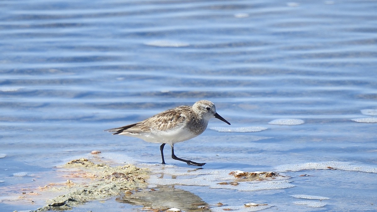 Baird's Sandpiper - ML625701468