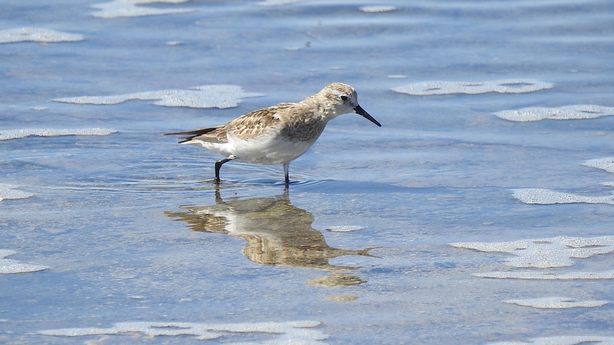 Baird's Sandpiper - ML625701469