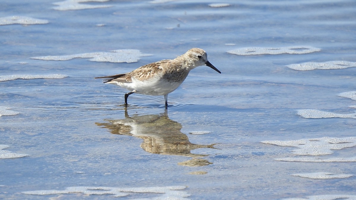 gulbrystsnipe - ML625701469