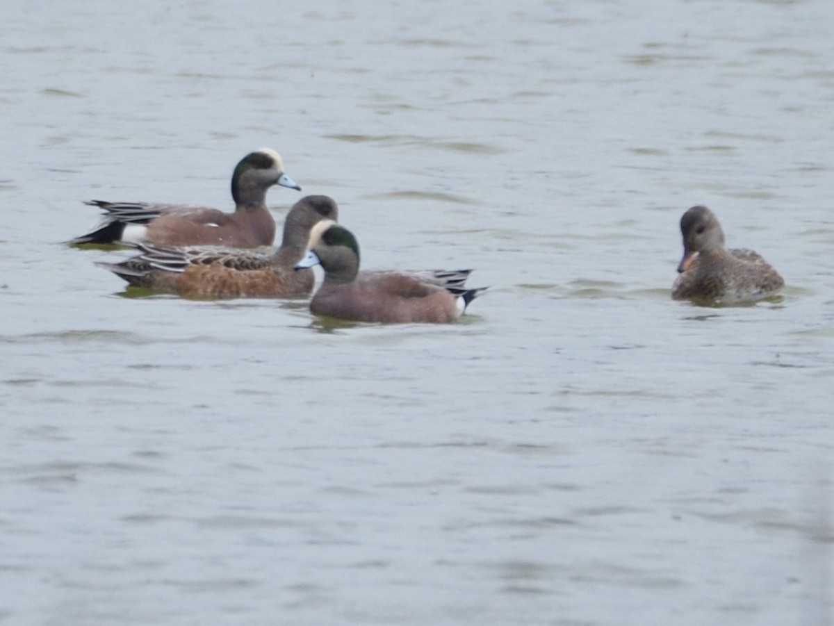 American Wigeon - ML625701493