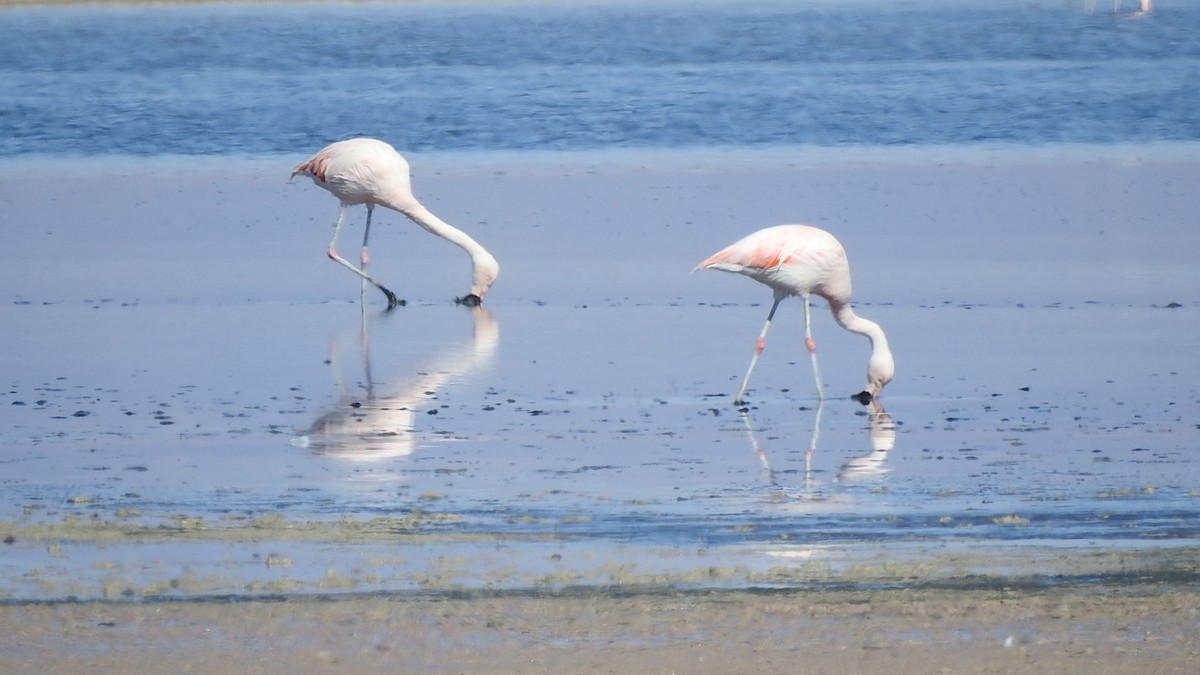 chileflamingo - ML625701518