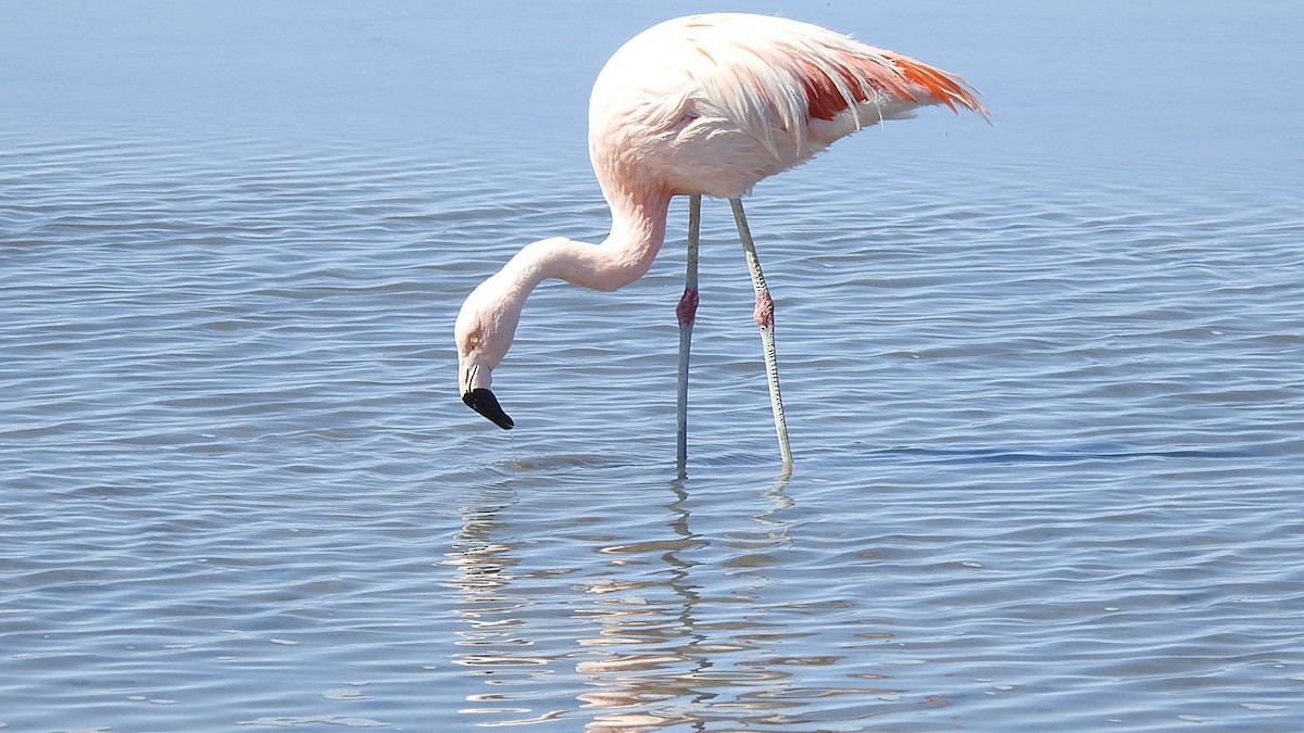 chileflamingo - ML625701519