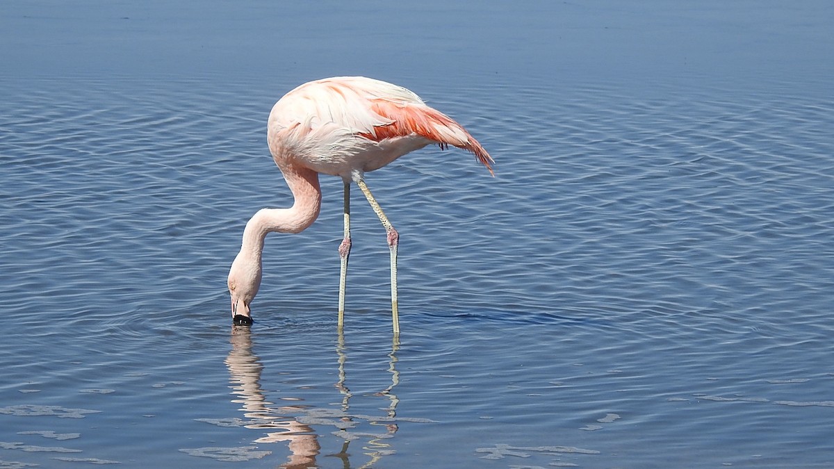 chileflamingo - ML625701521