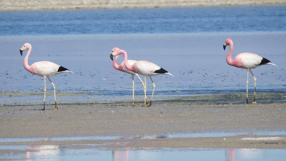 andesflamingo - ML625701573