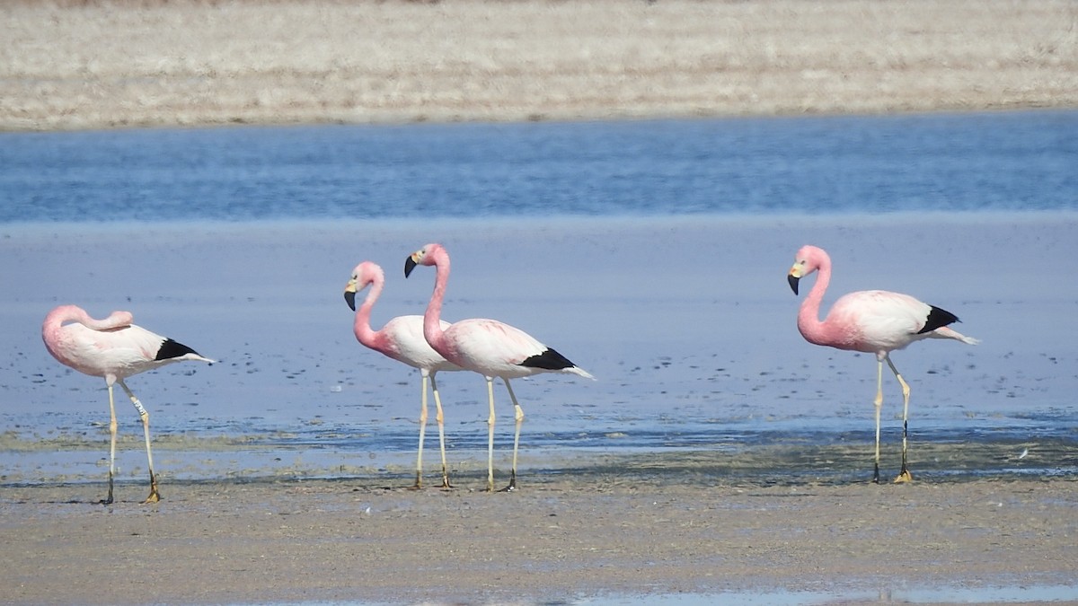 andesflamingo - ML625701574