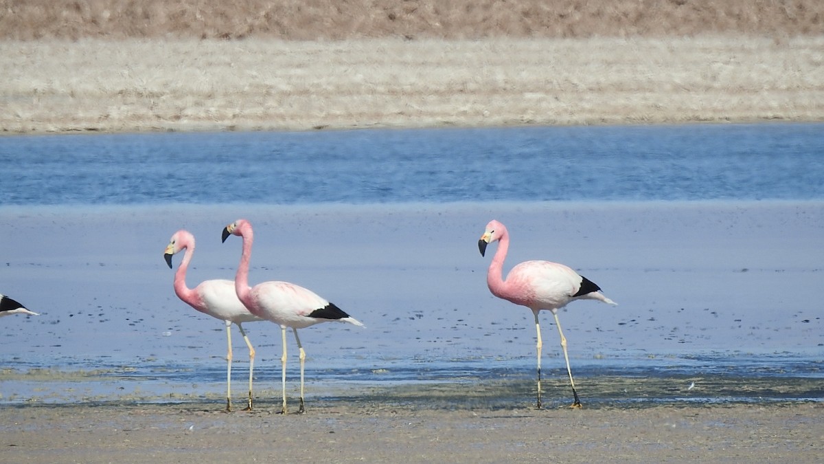 andesflamingo - ML625701575