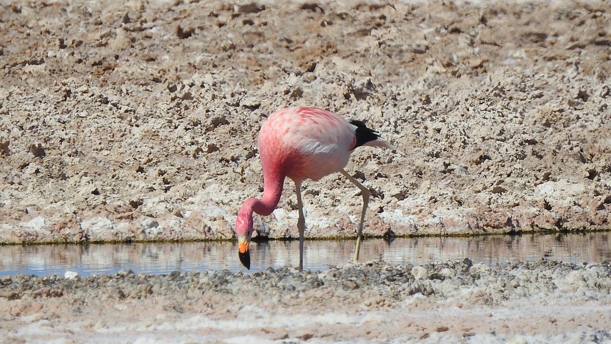 andesflamingo - ML625701576