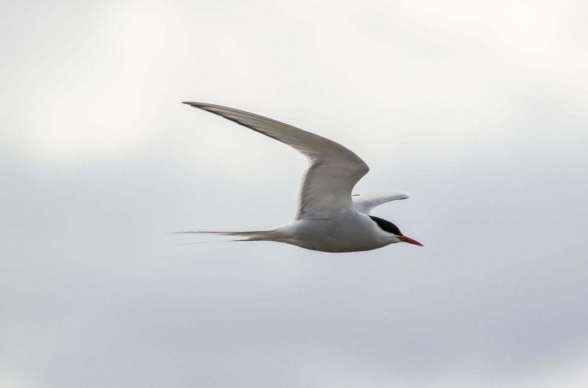 Arctic Tern - ML62570161