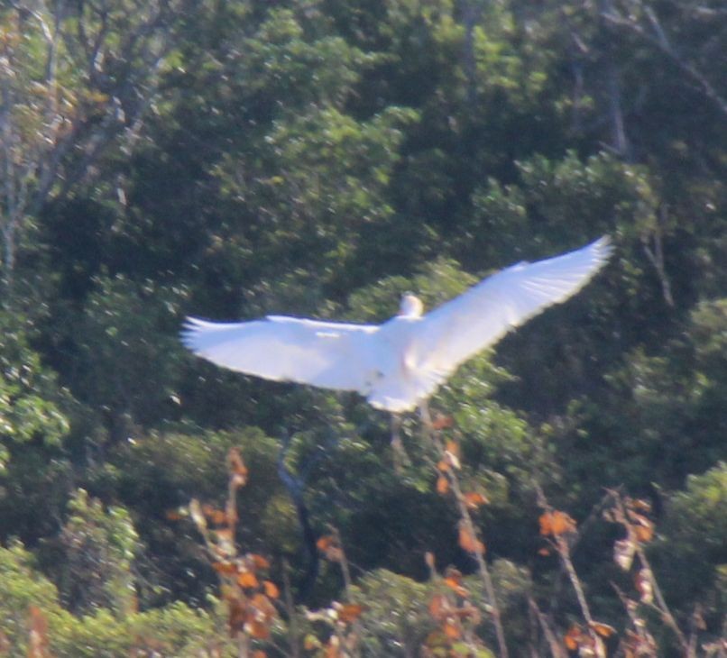 Great Egret - ML625701841