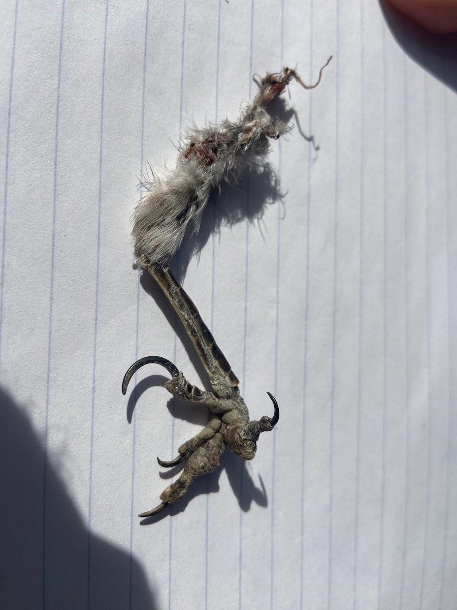 Northern Mockingbird - ML625702132