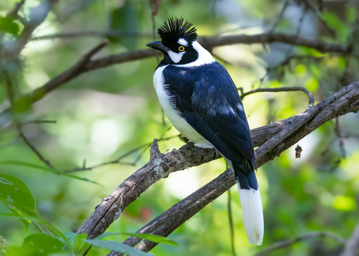 Tufted Jay - ML625702181