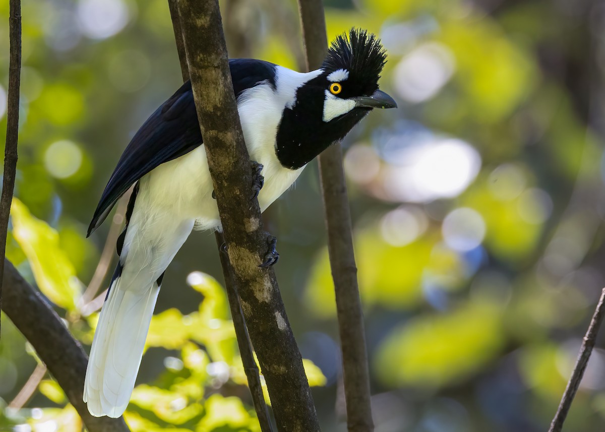 Tufted Jay - ML625702191