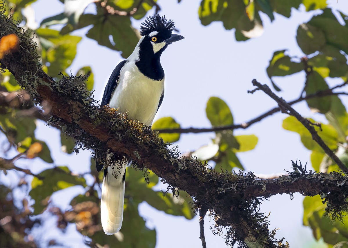 Tufted Jay - ML625702309