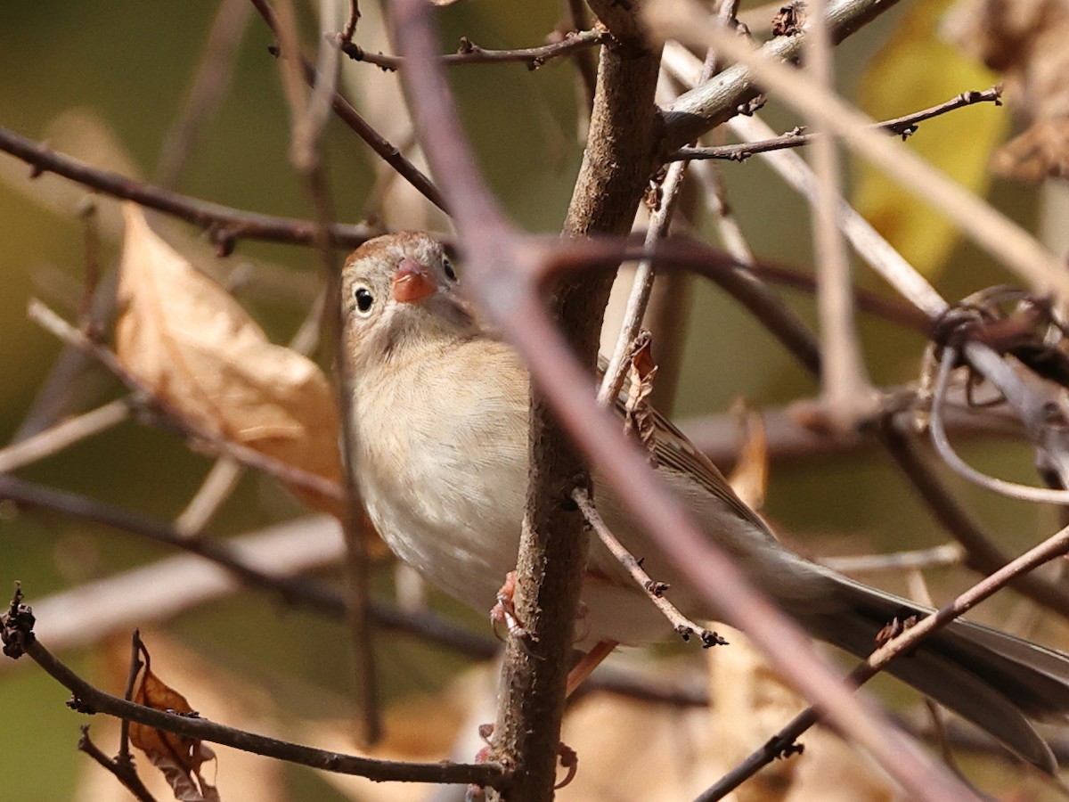 Field Sparrow - ML625702341