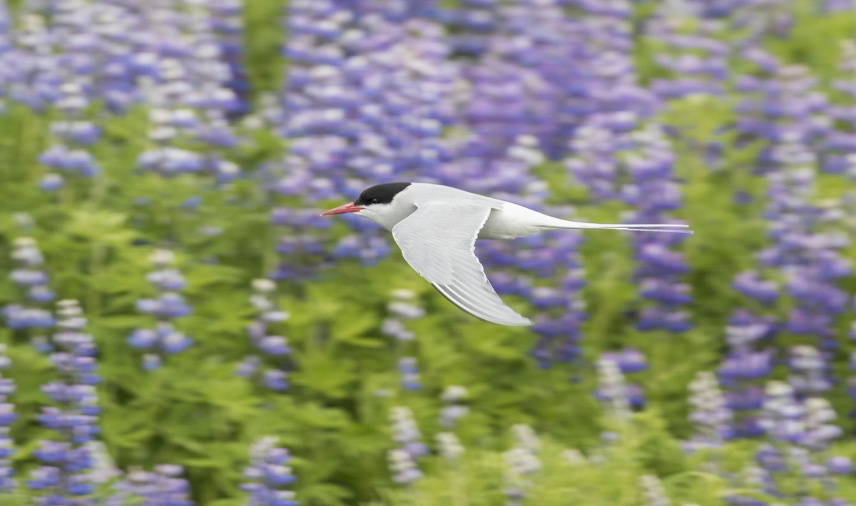 Arctic Tern - ML62570241