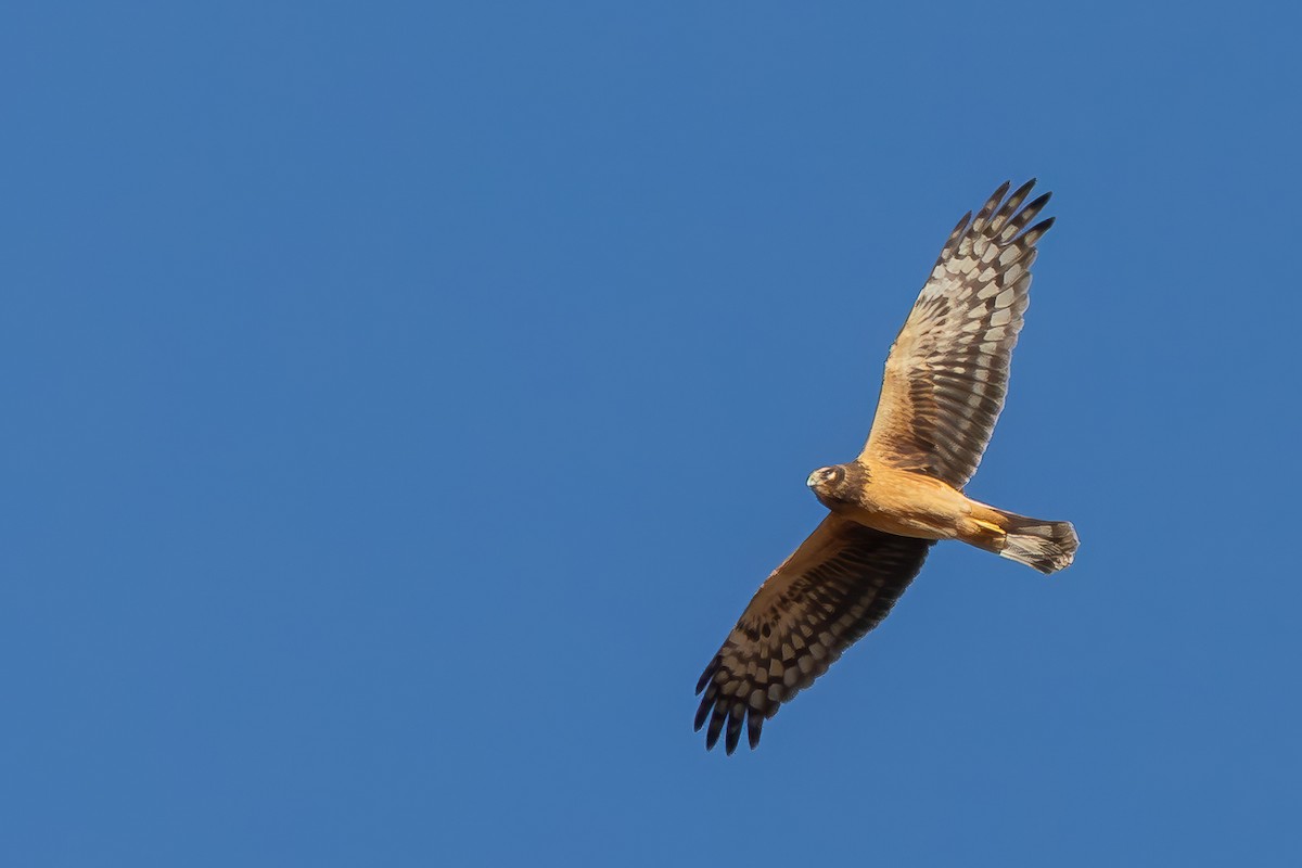 Northern Harrier - ML625702411