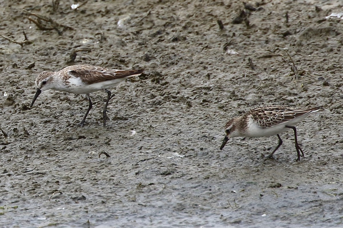 Western Sandpiper - ML625702438