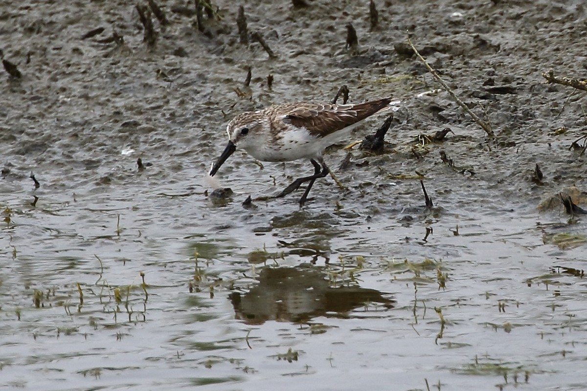Western Sandpiper - ML625702459