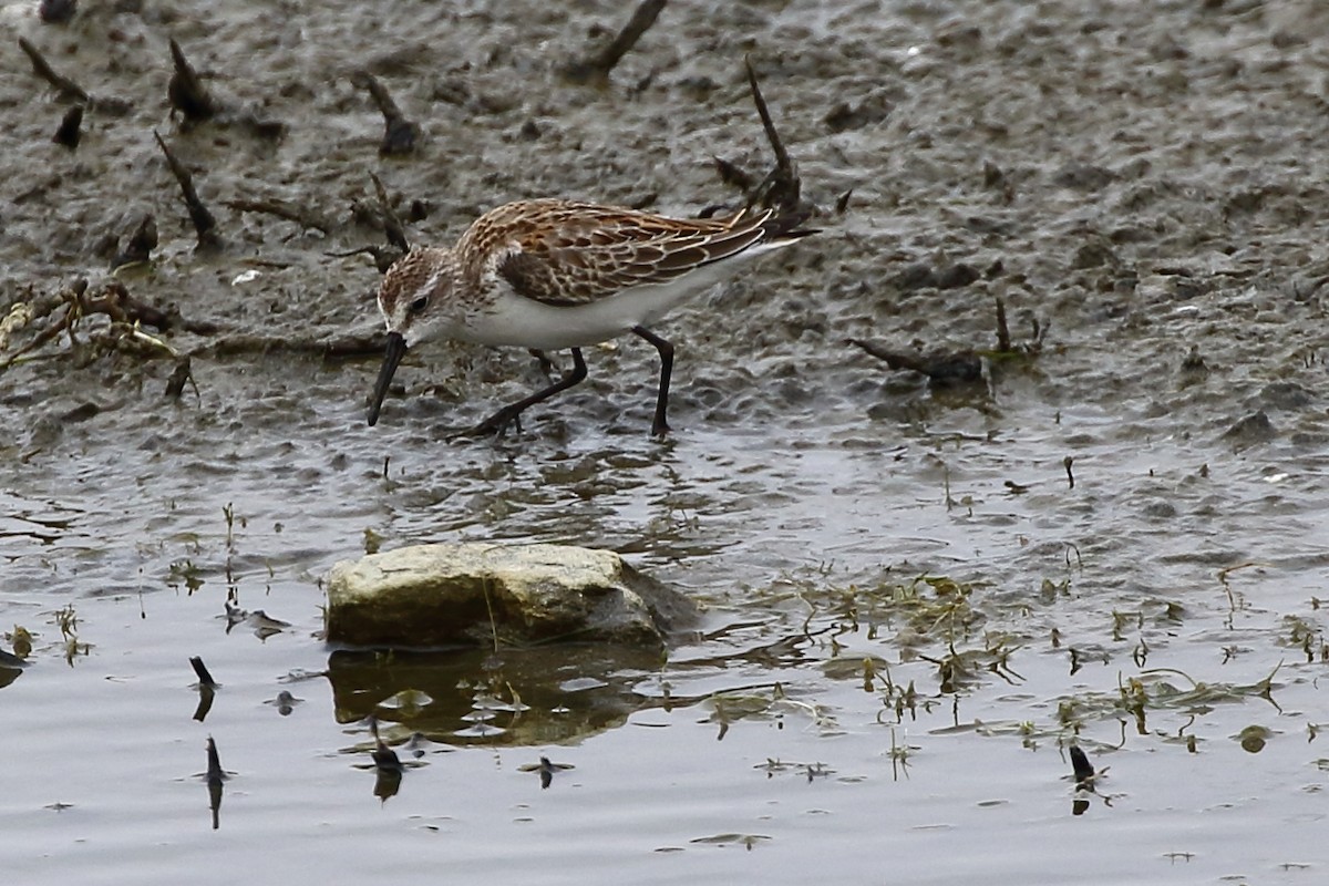 Western Sandpiper - ML625702460