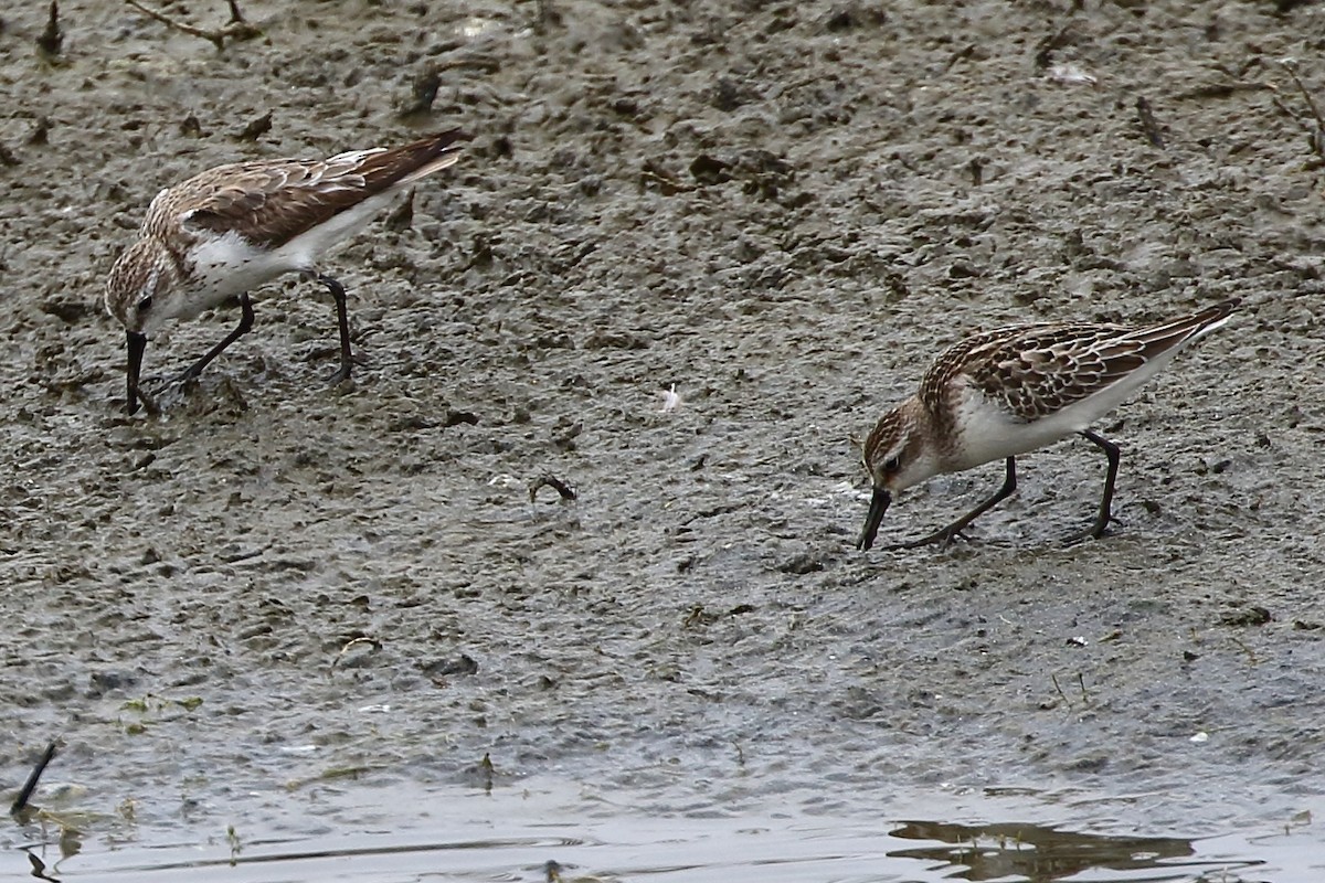 Western Sandpiper - ML625702461