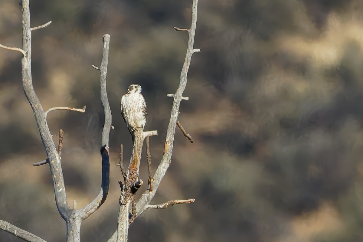 Prairie Falcon - ML625702553