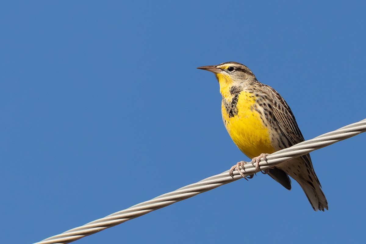 Western Meadowlark - ML625702565