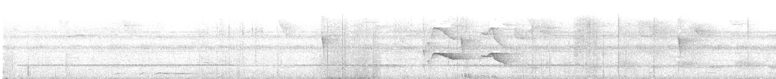 Ringed Antpipit - ML625702739