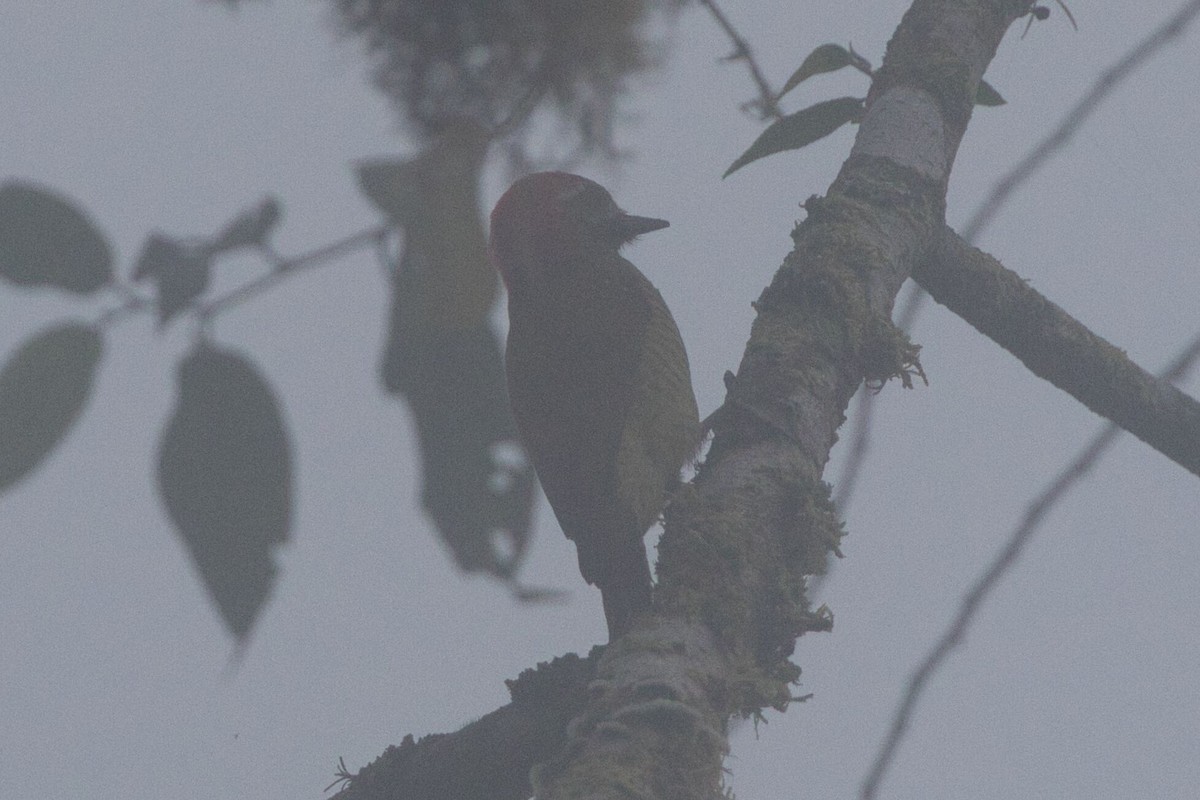 Yellow-vented Woodpecker - ML625702747