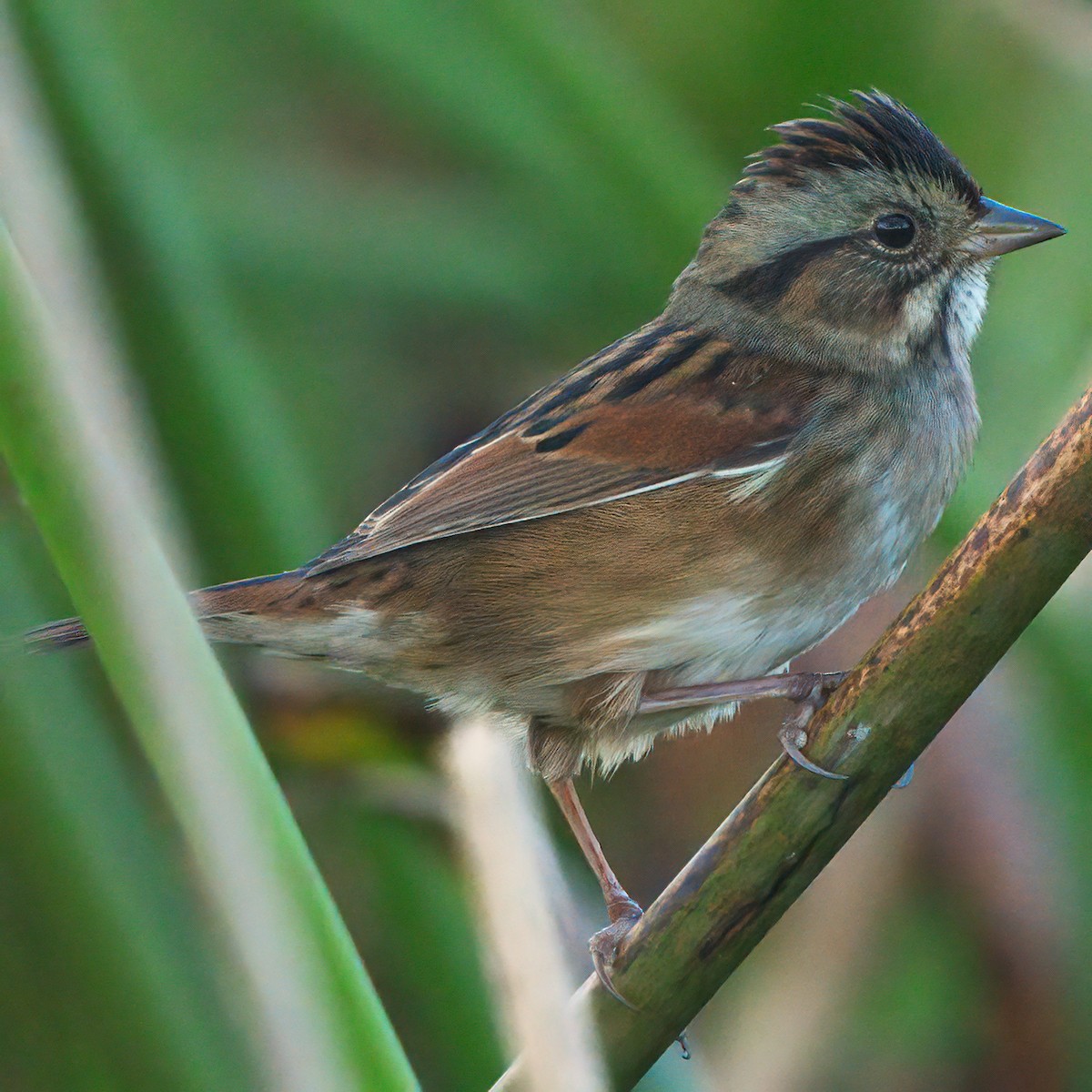 Swamp Sparrow - ML625702800