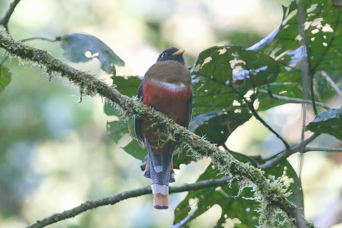 Masked Trogon - ML625702838