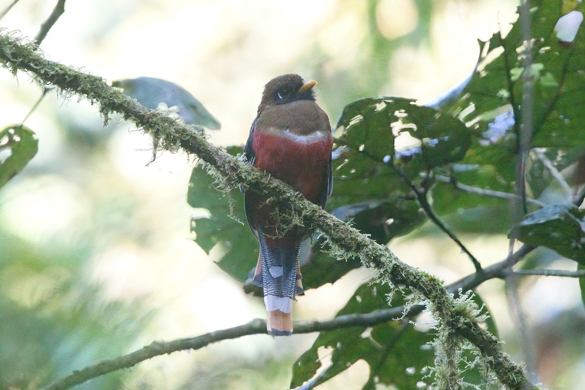 Masked Trogon - ML625702839