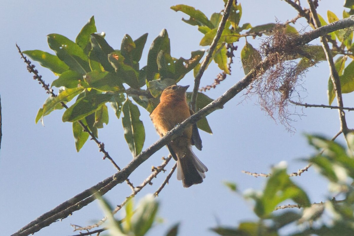 Cinnamon Flycatcher - ML625702869