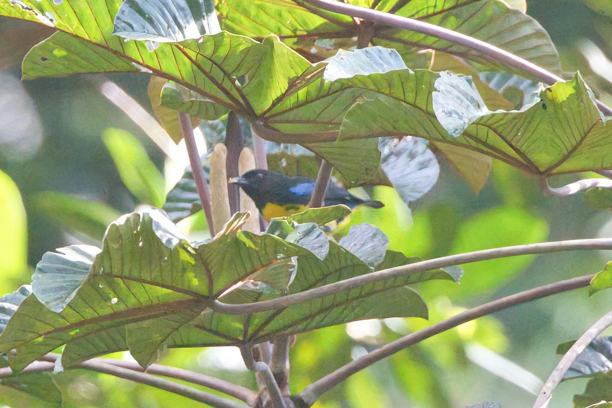 Black-and-gold Tanager - ML625702873